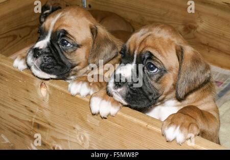 Zwei Boxer Hundewelpen mit Blick auf ein Brett, hat es die Ahhh! Faktor. Stockfoto