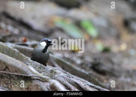 Black-throated Laughingthrush (Garrulax Chinensis) in Thailand Stockfoto