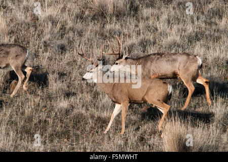 Maultierhirsch (Odocoileus Hemionus) Böcke bilden Bachelor-Herden vor der Zucht Saison, Lava Beds National Monument, California. Stockfoto