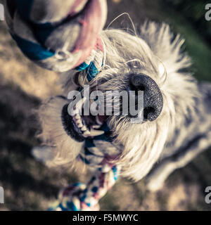 Nahaufnahme der Zähne und Nase ein Old English Sheepdog spielen Tauziehen Stockfoto