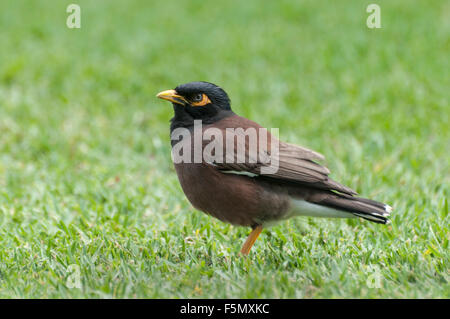 Gemeinsame Myna Vogel (Acridotheres Tristis) ist ein Botaniker und Mitglied der Star-Familie. Eine Spezies auf der Insel von eingeführt Stockfoto