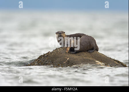 Gemeinsamen Otter (Lontra Canadensis) AKA Northern River Otter - Fütterung auf Plattfisch, Qualicum Beach, British Columbia, Kanada Stockfoto