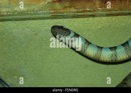 Erabu schwarz gebändert Meer Krait (Laticauda Semifasciata) Nahaufnahme Stockfoto