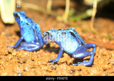 Blue Poison Dart Frog (Dendrobates Azureus) im Wert von Suriname Stockfoto