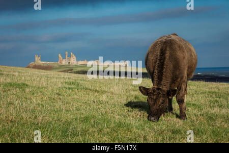 Kuh Weiden in einem Feld in den Vordergrund mit Dunstanburgh Castle auf dem Hügel in der Ferne. Stockfoto