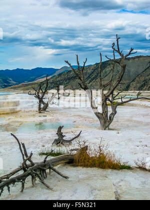 Tote Bäume bei Mammoth Hot Springs Stockfoto