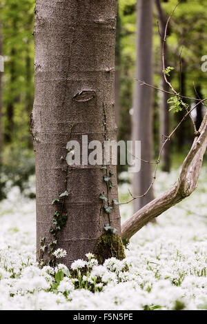 Eine gemeinsame Efeu wächst an einem Baum in einem Laubwald mit Bärlauch Unterholz im Frühjahr, Midlothian, Scotland Stockfoto