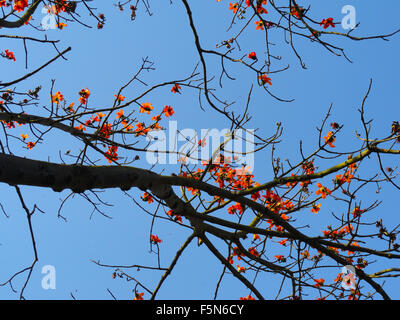 Baum im Autmn gegen blauen Wolkenhimmel Stockfoto