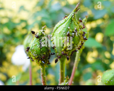 Ameisen Essen auf der Blume Rose Bud suchen Stockfoto