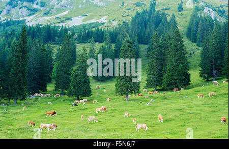 Kühe fressen Rasen, auf einem Berg. Stockfoto