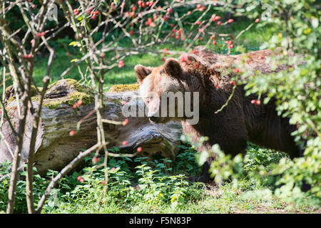 Eurasische Braunbären (Ursus Arctos Arctos) Stockfoto