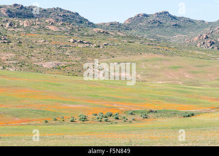 Orange Blumen in der Nähe von Garies im Großraum Namaqualand in Südafrika Stockfoto