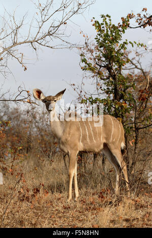 Große Kudu, Tragelaphus Strepsiceros, Weiblich, Südafrika, August 2015 Stockfoto