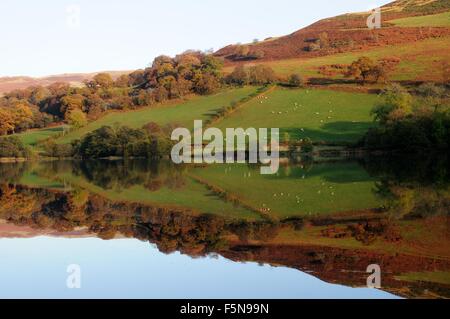 Spiegelbild von grünen Wiesen und Bäume im Herbst Caban Coch Reservoir Rhayarer Elan Valley Powys Wales Cymru uK GB Stockfoto