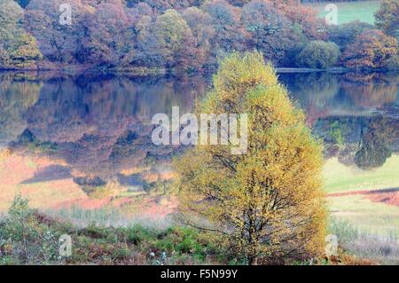 Singe Silver Birch und Herbst Bäume spiegeln sich im Caban Coch Reservoir Rhayader Elan Tal Wales Cymru UK GB Stockfoto