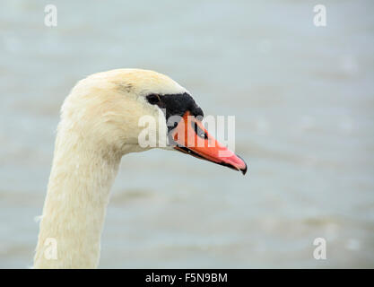 Kopf Schwan ruht im Schilf am See. Stockfoto