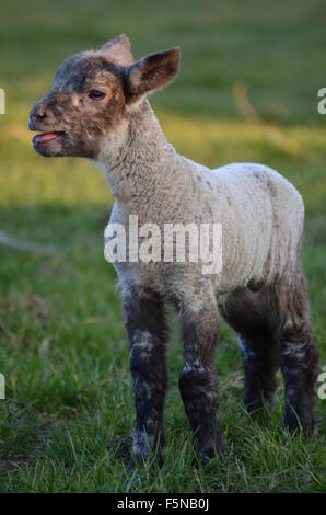 Kleines Lamm in einem grünen Feld Herbst Stockfoto