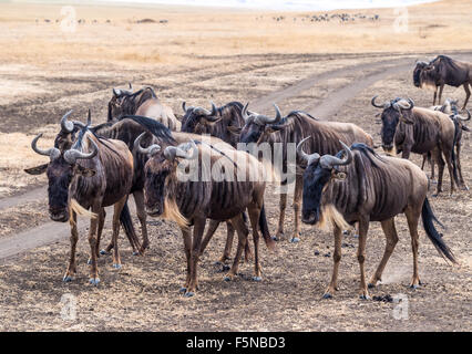 Blaue Gnus in Ngorongoro Crater in Tansania, Afrika. Stockfoto