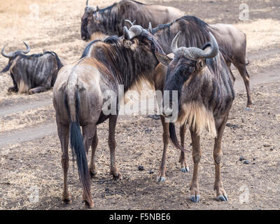 Blaue Gnus in Ngorongoro Crater in Tansania, Afrika. Stockfoto