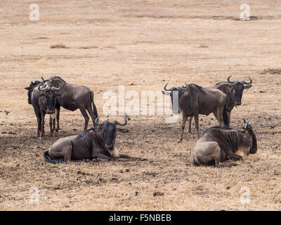 Blaue Gnus in Ngorongoro Crater in Tansania, Afrika. Stockfoto