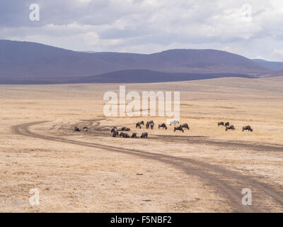 Blaue Gnus in Ngorongoro Crater in Tansania, Afrika. Stockfoto