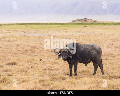 Afrikanischer Büffel (Syncerus Caffer Caffer) in Ngorongoro Crater in Tansania, Afrika. Stockfoto