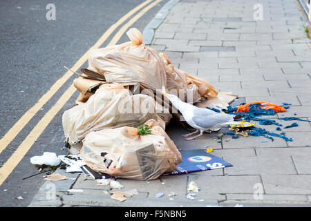 Möwe zerreißt Mülltüten auf der Suche nach Nahrung, Brighton, UK Stockfoto