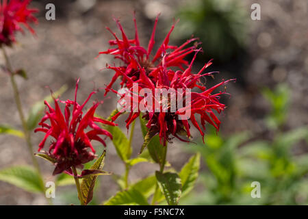 Beebalm Jacob Cline, Monarda didyma Stockfoto