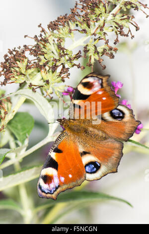 Europäische Tagpfauenauge (Aglais Io) auf einem Buddleja Busch. Stockfoto