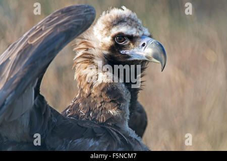 Europäische Mönchsgeier (Aegypius Monachus) Stockfoto