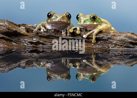 Pfau-Laubfrosch (der Vermiculatus) Stockfoto