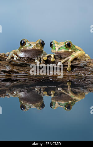 Pfau-Laubfrosch (der Vermiculatus) Stockfoto