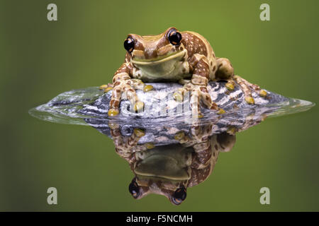 Amazon Milch Frosch (Trachycephalus Resinifictrix) Stockfoto