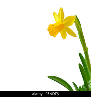 Frühling Blumen Narzissen isoliert auf weißem Hintergrund. Stockfoto
