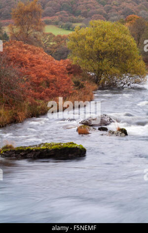 Herbstfarben im River Tywi, River Towy, von Dinas RSPB Bird Reserve, Mid Wales, Großbritannien im November Stockfoto