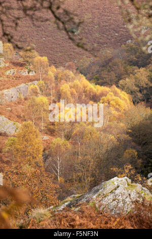 Herbstfarben im Doethie Valley, am Zusammenfluss mit dem Upper River Tywi Towy in Mid Wales, Großbritannien im November - Herbstfarben von Bäumen Stockfoto