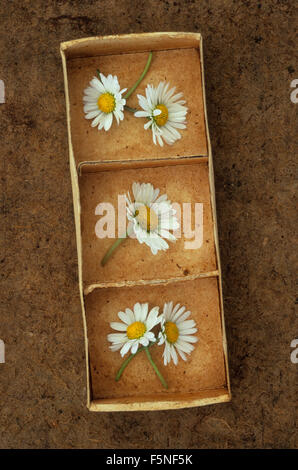 Kleine Pappschachtel mit drei Fächern, die mit fünf Flowerheads Lawn Daisy oder Bellis perennis Stockfoto