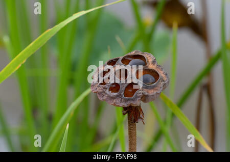 Schließen - up der alten und Lotus Samen zu trocknen. Szene der echte natürliche Whitered und tot Lotus-Samen-Pflanze im Teich, Konzept für die cy Stockfoto