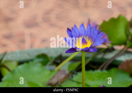 Eine Wasser-Blume, auch als eine Lotus - in einem Teich umgeben von Floathing Blätter. Stockfoto