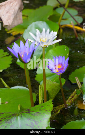 Eine Wasser-Blume, auch als eine Lotus - in einem Teich umgeben von Floathing Blätter. Stockfoto