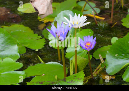 Eine Wasser-Blume, auch als eine Lotus - in einem Teich umgeben von Floathing Blätter. Stockfoto