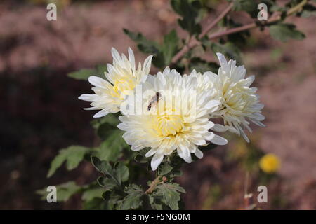 weiße Chrysantheme Blume auf dem sitzt einer Biene Stockfoto