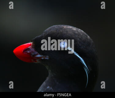 Porträt von Sittich-Auklet (Cyclorrhynchus geflohen) 1. Kommandeurs-Inseln. Kamchanka Stockfoto