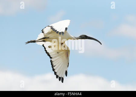 Nahaufnahme von einem Heiligen Ibis im Flug Stockfoto