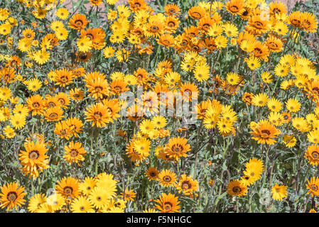 Gelb und orange Gänseblümchen im Abschnitt Skilpad des Namaqua National Park im Northern Cape Pr Namaqualand und Umgebung Stockfoto