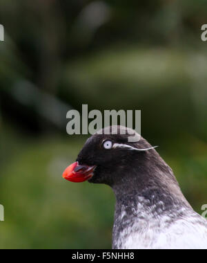 Porträt von Sittich-Auklet (Cyclorrhynchus geflohen) 2. Kommandeurs-Inseln. Kamtschatka Stockfoto