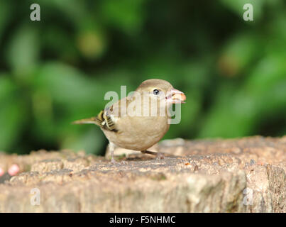 Nahaufnahme von einem weiblichen Buchfink Verzehr von Nüssen auf einem Baumstumpf Stockfoto