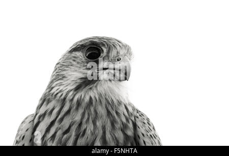 Kopf Nahaufnahme des Eurasischen Turmfalke Falco tinnunculus in Schwarz und Weiß auf einem klaren weißen Hintergrund, Norfolk, Großbritannien Stockfoto