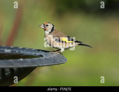 Nahaufnahme von eine junge Stieglitz mit einem Drink aus einem Vogelbad Stockfoto
