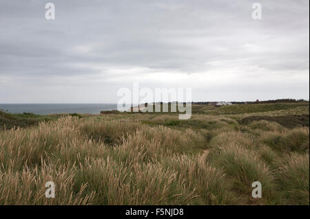 Blick über ein Feld der Düne Gräser gegenüber den erodierenden Klippen an der Westküste Dänemarks. Stockfoto